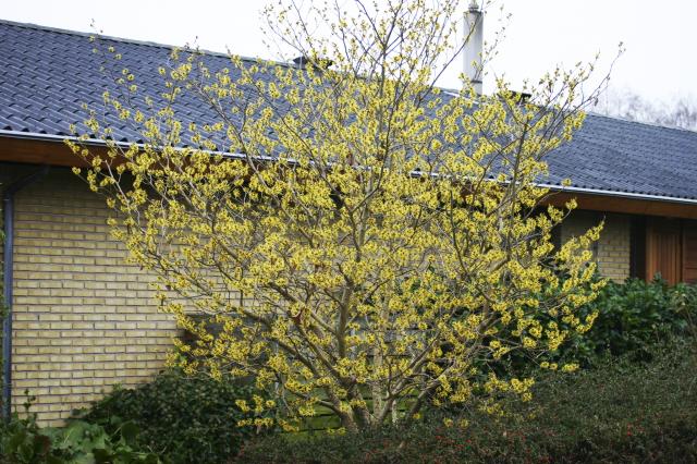 Havearbejde glæde eller pestillens